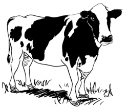 28+ Collection of Realistic Cow Drawing | High quality, free ...