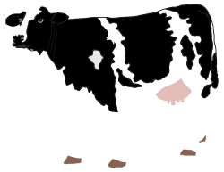 Realistic Cow Illustration Clipart - Design Droide