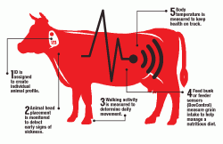 Technology Helps Cattle Health Management | Successful Farming