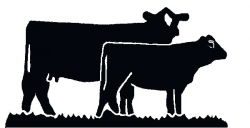 Our Cattle - Gallery — Catskill Cattle Company