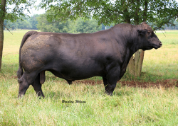 Pleasant Hill Farms - Registered Angus Beef Cattle - Commercial Beef ...