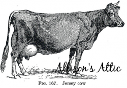 DAIRY COW Clipart Instant Digital Download Vintage Printable Art ...