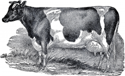 Vintage Farmhouse Image Cow - The Graphics Fairy