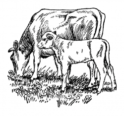 Cows | Free Stock Photo | Vintage illustration of a cow and calf ...