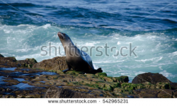 Sea lions cave clipart - Clipground