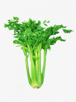 Fresh Celery, Parsley, Green, Vegetables PNG Image and Clipart for ...