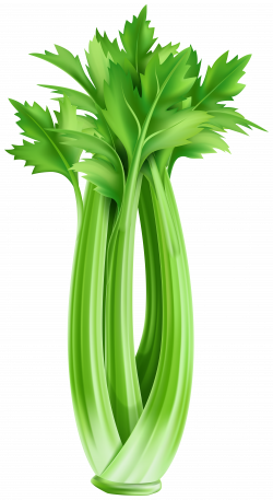 Celery PNG Clipart | Gallery Yopriceville - High-Quality ...