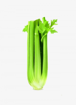 Cartoon Pictures Celery, Cartoon, Celery, Green PNG Image and ...