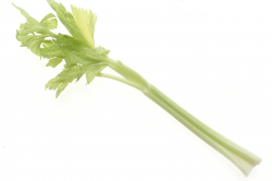 File:Celery (1).jpg - Wikimedia Commons