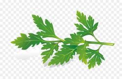 Herb Royalty-free Clip art - Celery leaves png download - 989*628 ...