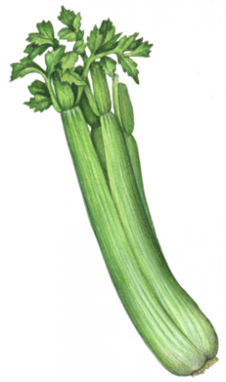 Food illustration of a whole stalk of celery. | Vegetable ...