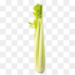 Vegetable Celery Png, Vectors, PSD, and Clipart for Free Download ...