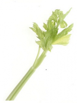 Celery Stalk | Free Images at Clker.com - vector clip art online ...