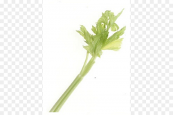 Celeriac Plant stem Leaf vegetable Clip art - Celery Stick Cliparts ...