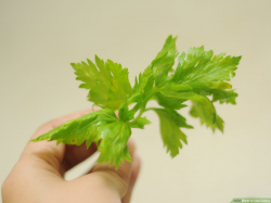 How to Use Celery: 6 Steps (with Pictures) - wikiHow