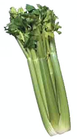 Free Celery Clipart - Clip Art Image 3 of 5