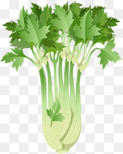 Celery Vector Png, Vectors, PSD, and Clipart for Free Download | Pngtree