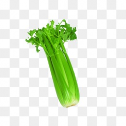 Celery PNG Images | Vectors and PSD Files | Free Download on Pngtree
