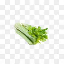 Celery Leaf PNG Images | Vectors and PSD Files | Free Download on ...