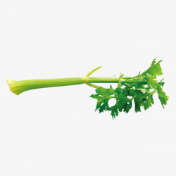 Single Celery Celery Leaves, Leaf, Celery Leaf, Green PNG Image and ...