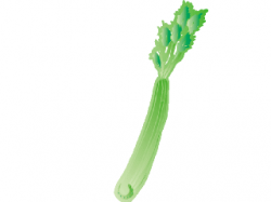 Celery Stalk Clipart