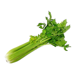 Celery PNG Image | PNG Mart