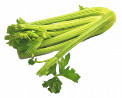 Celery PNG Image - PurePNG | Free transparent CC0 PNG Image Library
