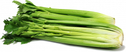 Celery PNG Clipart | PNG Mart