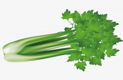 A Celery, Vector Vegetables, Food, Vegetables PNG and Vector for ...