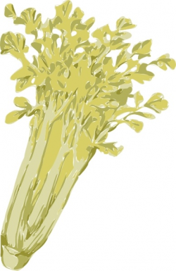 Celery clip art Free vector in Open office drawing svg ( .svg ...
