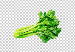Parsley Coriander Celery Vegetable Herb PNG, Clipart, Basil ...