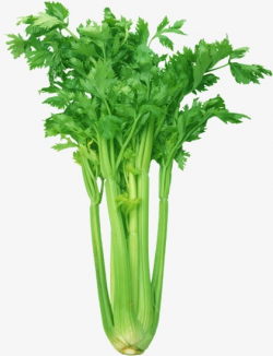 Celery, Vegetables, Dish PNG Image and Clipart for Free Download