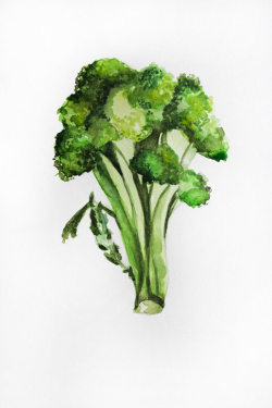 Original watercolor painting, broccoli art, Vegetables art, broccoli ...