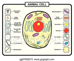 EPS Vector - Animal cell structure. Stock Clipart Illustration ...