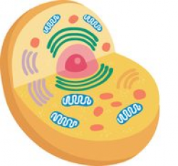 Search Results for organelles - Clip Art - Pictures - Graphics ...