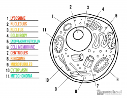 28+ Collection of Homeschool Clipart Animal Cell | High quality ...