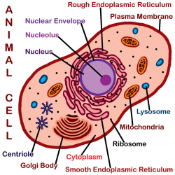 B Blood Cell Clipart | animal cell | Pinterest | Diagram and Animal
