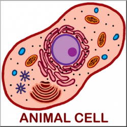 Clip Art: Cells: Animal Unlabeled Color I abcteach.com | abcteach
