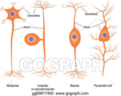 EPS Vector - Basic neuron types. Stock Clipart Illustration ...