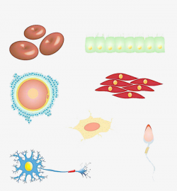 Simple Human Cell Graphics, Medical Cells, The Study, Research PNG ...