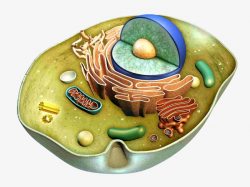 Cartoon Biological Cells, Cell, Biological, Biology PNG Image and ...