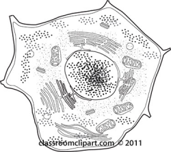 Science Clipart- cell-animal-nucleus-golgi-body-outline - Classroom ...