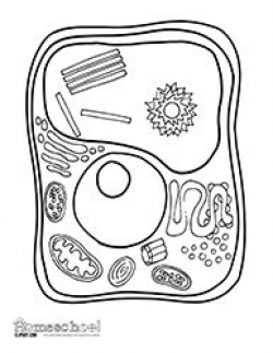 28+ Collection of Plant Cell Clipart Black And White | High quality ...