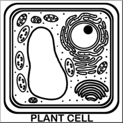 Clip Art: Cells: Plant Unlabeled B&W I abcteach.com | abcteach