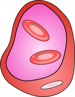 Red Blood Cell clip art | Clipart Panda - Free Clipart Images