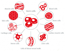 Stem cells: Building blocks of life» Vita 34