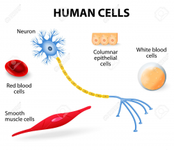 Blood Cells In Human Body Neuron Clipart Body Cell - Pencil And In ...