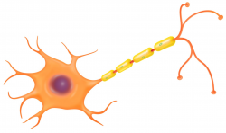Nerve Cell Function | Nerve Cell Diagram | DK Find Out