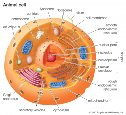 Animal Cell | Biology Pictures: Animal Cell Diagram | Homeschool ...
