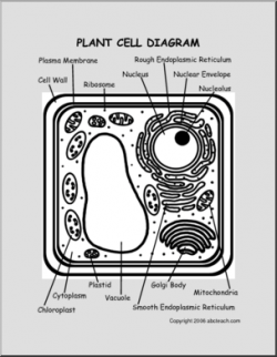 Diagram: Plant Cell | abcteach